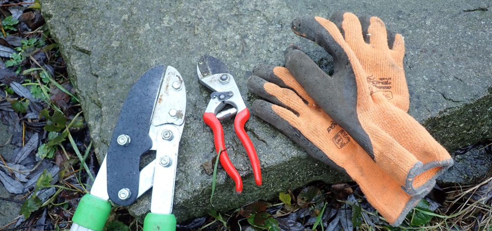 Praxisseminar: Obstbaumschnitt