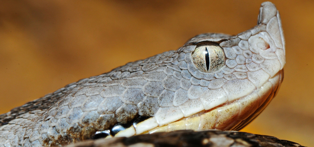Schaufütterung im Vivarium