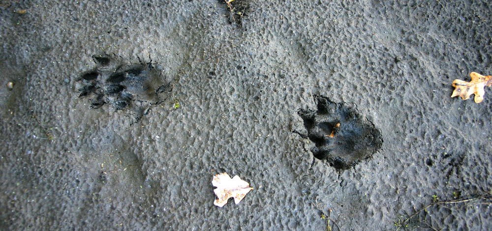 Familienangebot: Detektiv im Winterwald