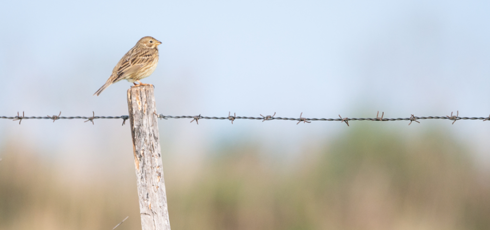"Wer singt denn da?" - Vogelstimmenwanderung in der Gohrischheide Zeithain