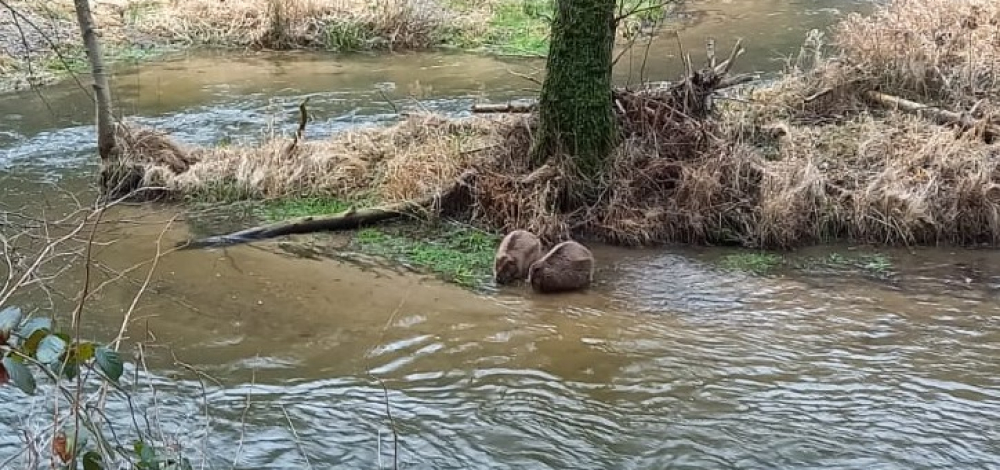 „Der Elbebiber – Rebell der Artenvielfalt“