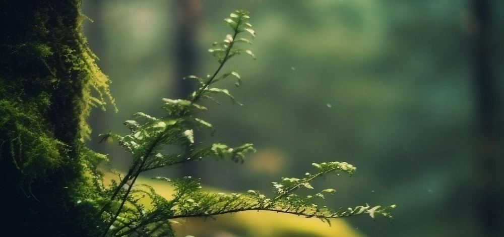 O Täler weit, o Höhen