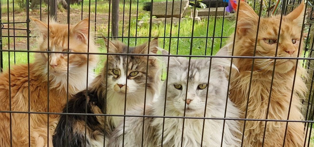 Welt-Katzen-Tag im Treue-Park Binnewitz
