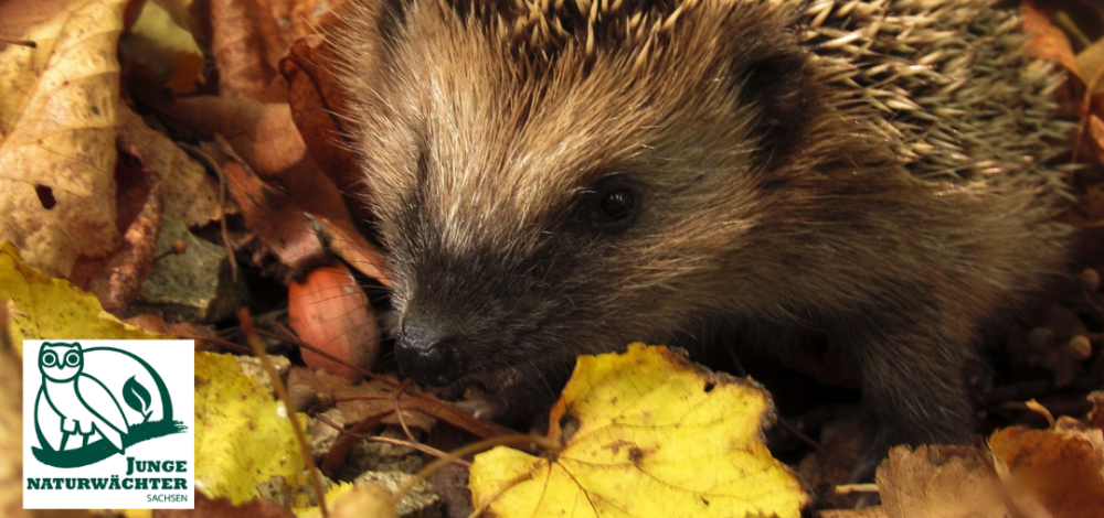 Wer raschelt denn da? Dem Igel auf der Spur! | Praxistag der Jungen Naturwächter (JuNa)