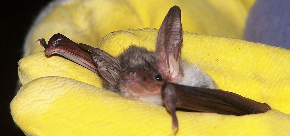 Kolloquium: Geheimnisvolle Wesen der Nacht – neues zu Forschung und Schutz unserer Waldfledermäusen