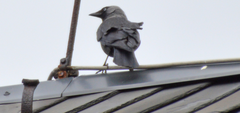 „Der frühe Vogel fängt den Wurm“ - Vogelstimmenwanderung rund um die Rochsburg mit dem Vogelkundler Dieter Kronbach
