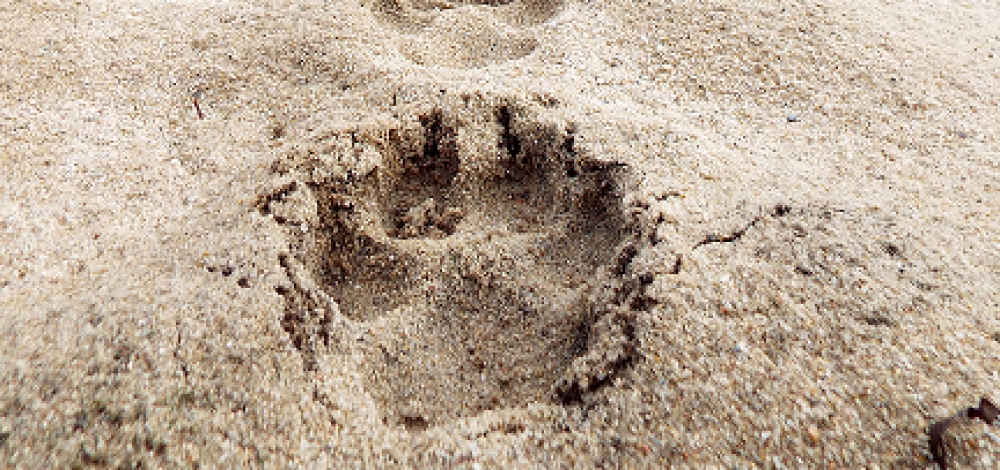 WILDE WANDERUNG - "Der Wolf in der Gohrischheide – auf Spurensuche"