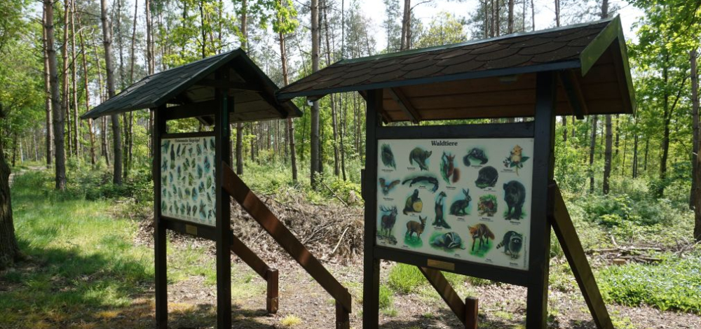 Geführte Wanderung mit naturpädagogischem Hintergrund zum Sprengstoffwerk Rossendorf im Karswald.