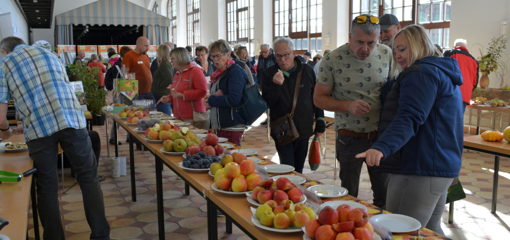 Obst-Sortenausstellung mit Sortenbestimmungen, Beratung und Verkostung im Fürst-Pückler-Park Bad Muskau