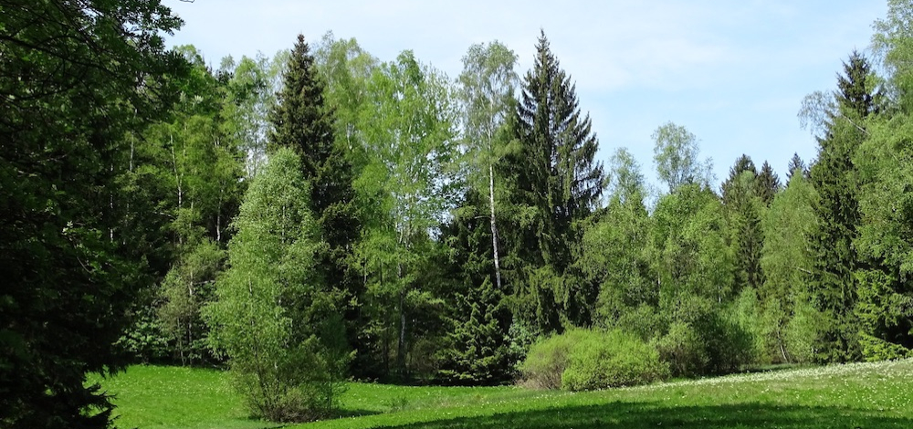 Kräuter – Sinnliche Kommunikation mit Bäumen – spirituell-energetische Baumwanderung