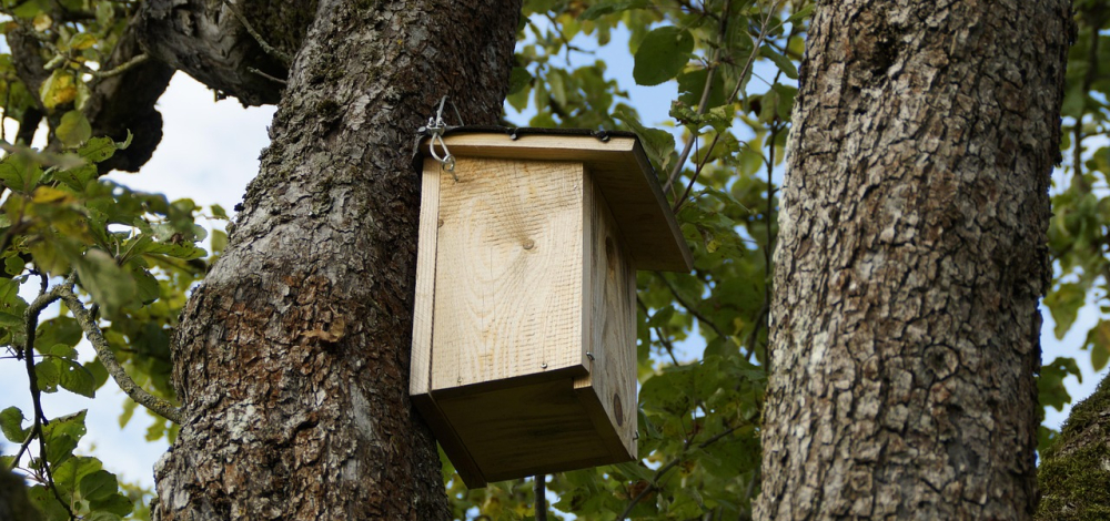 Praktisches Angebot: Nistkastenbau