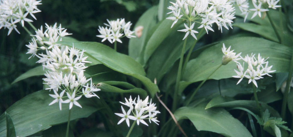 Frühblüher im Auwald Guttau