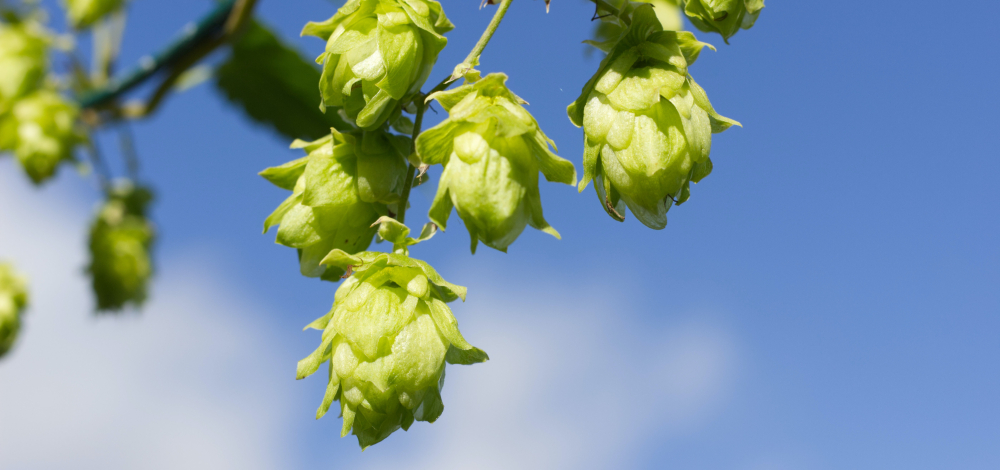 Vom Kraut zum Grutbier