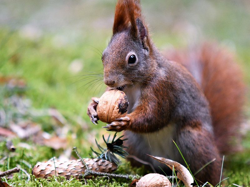 Ferienprogramm »Die Pillnitzer Eichhörnchen«