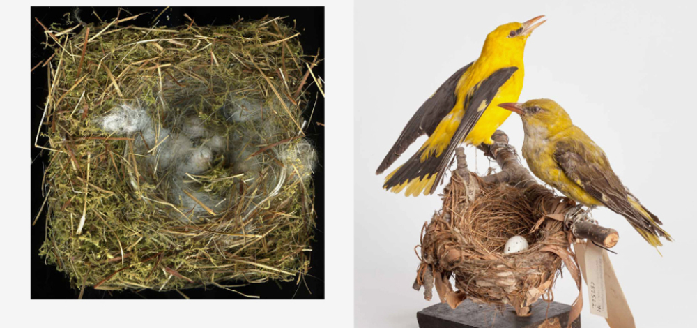 Eröffnung der Sonderausstellung: Ein Nest [a nest]