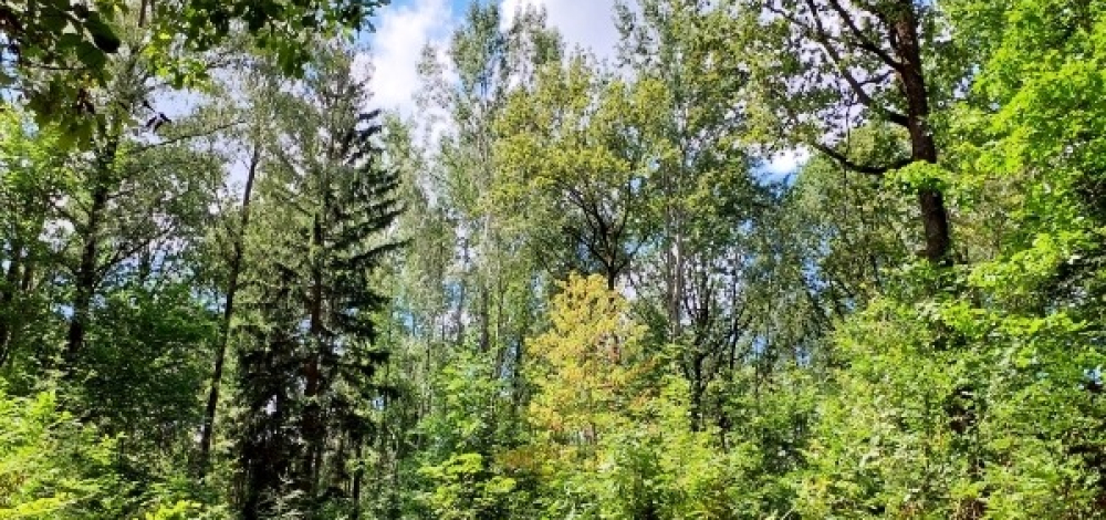 Wie sich der Landeswald im Klimawandel verändert – Erfahrungen und Konzepte aus über 20 Jahren ökologischer Waldbewirtschaftung