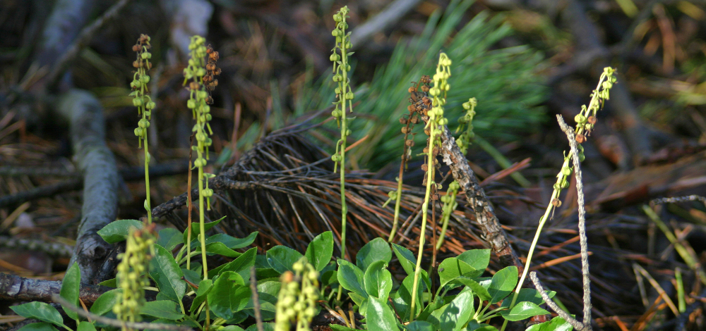 Wälder, Felder und Gewässer - Kulturlandschaft um Koblenz