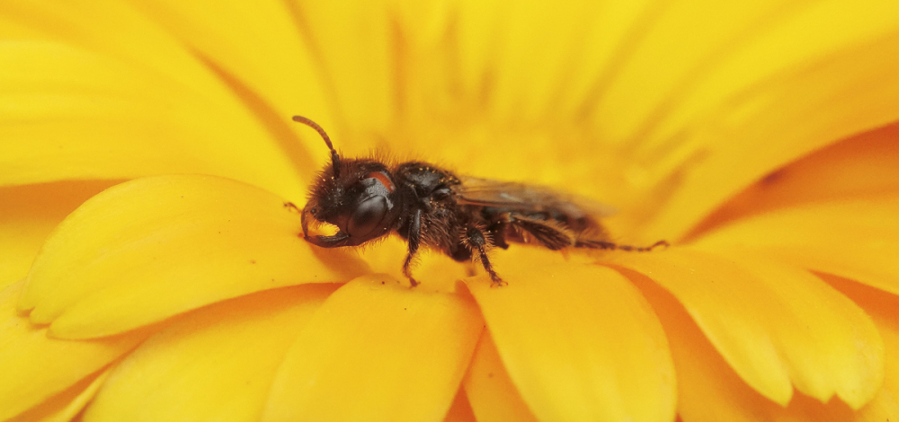 Mandy Fritzsche: Die Wildbiene – das unbekannte Wesen