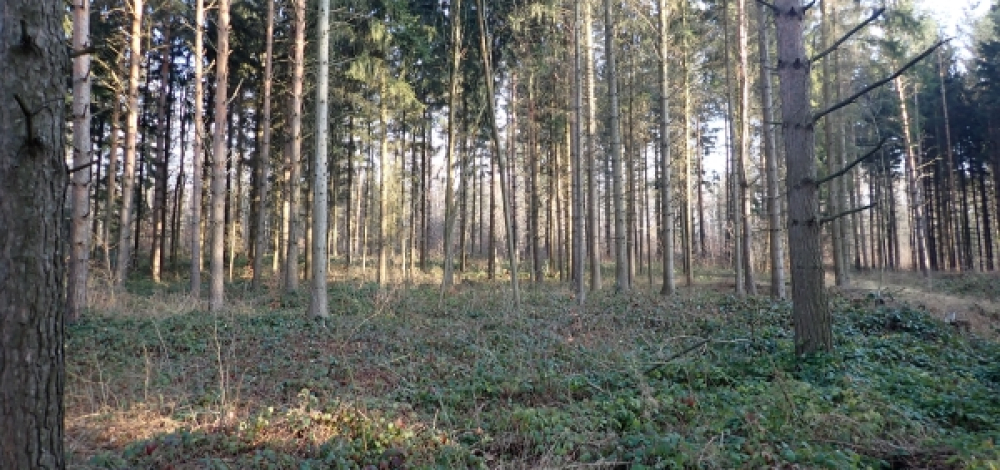 Öffentliche Pflanzaktion im Ostritzer Stadtwald