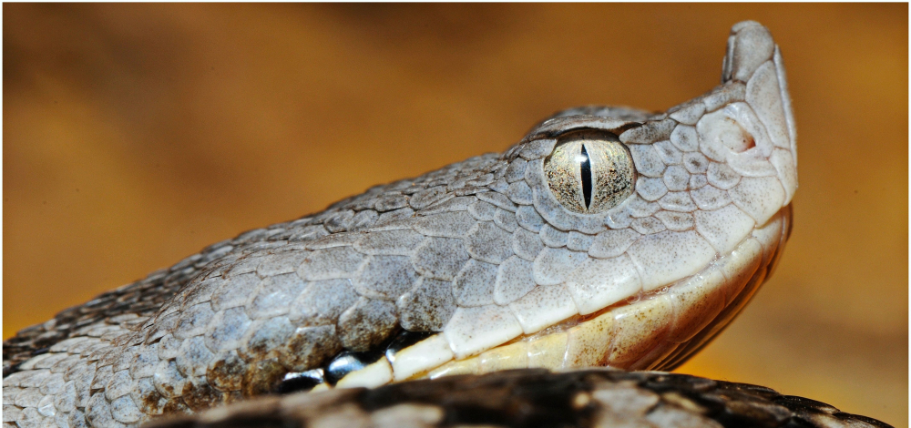Schaufütterung im Vivarium
