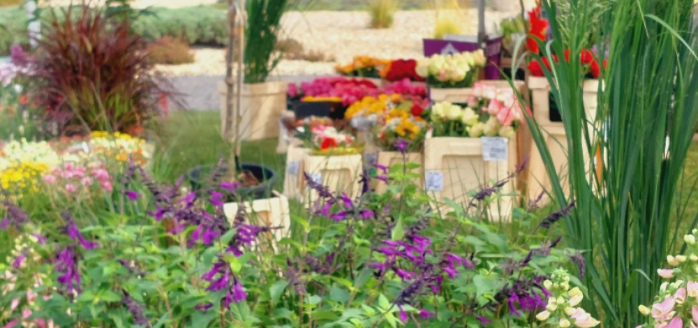 Herbstpflanzenmarkt im Findlingspark