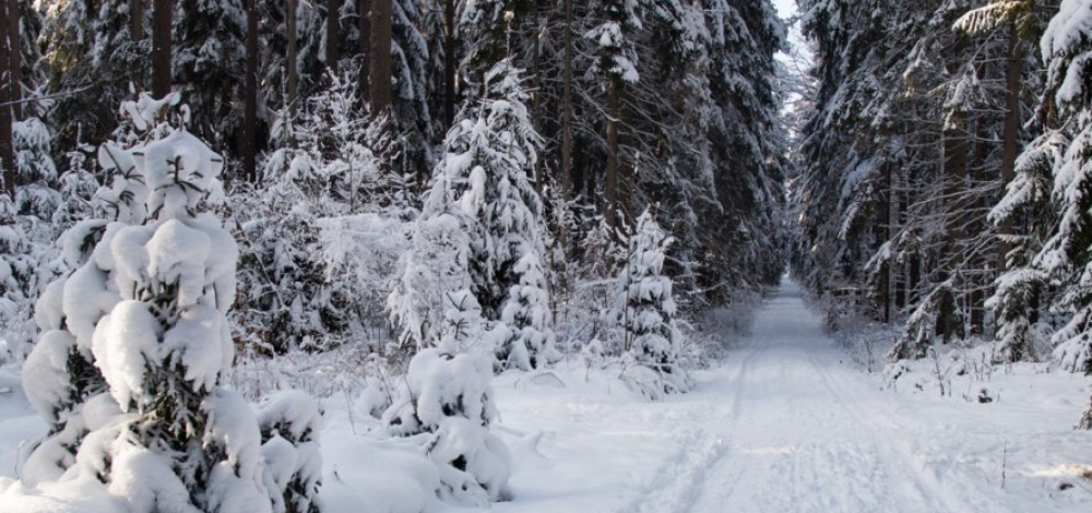 Weihnachtliche Winterwald-Geschichten