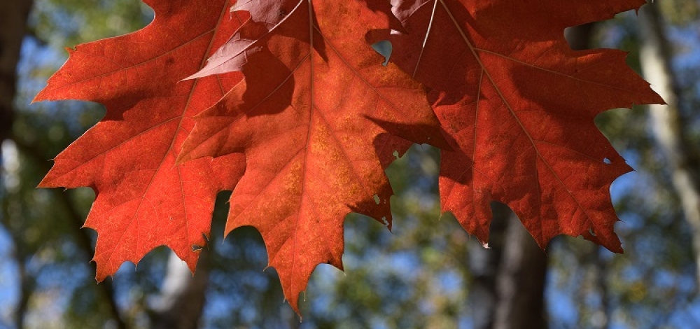 WILDER FAMILIENNACHMITTAG "Der Herbst ist da!"