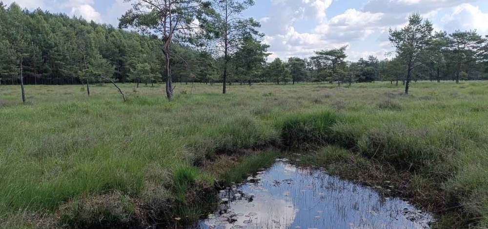 Naturkundliche Exkursion: Wanderung durch das Dubringer Moor