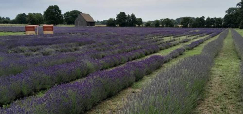 Regional-Saisonal: Bienen und Lavendel auf Lausitzer Sand