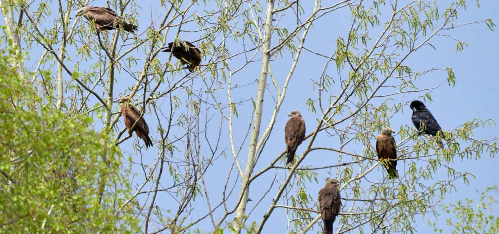 Naturkundlicher Vortrag: Auf Milan-Tour in Sachsen und Südbrandenburg