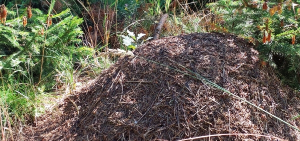 Herbstferien-Exkursion: Das große Krabbeln – Waldameisen auf der Spur