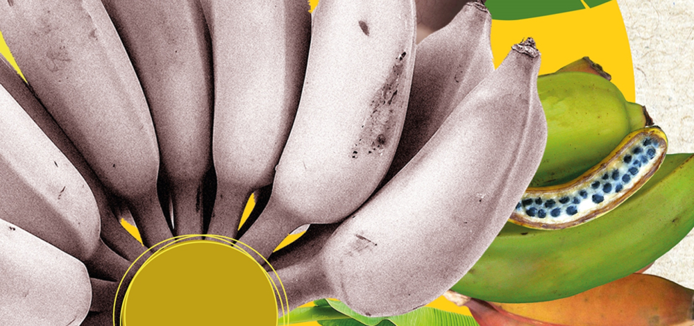 Eine Forschungsreise zur Banane - Führung durch die aktuelle Sonderausstellung BananaRama