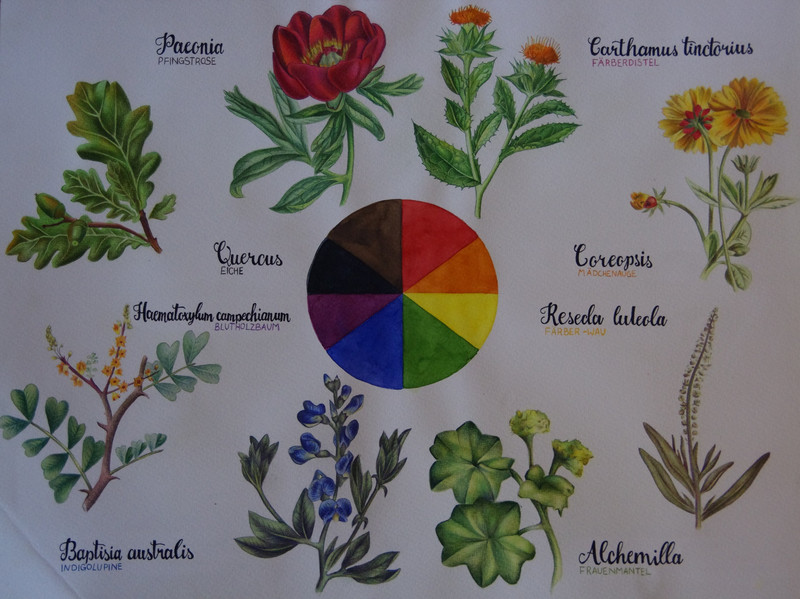 Ferienangebot für Kinder: Zauberhafte Färbekraft durch kunterbunten Pflanzensaft - stellt Eure eigenen Naturfarben her!