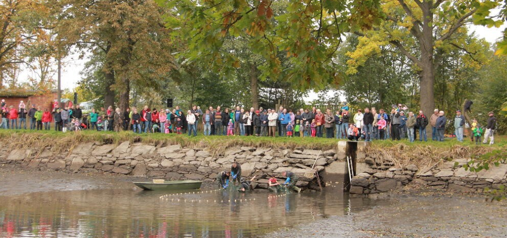 Schaufischen am Mühlteich in Langburkersdorf