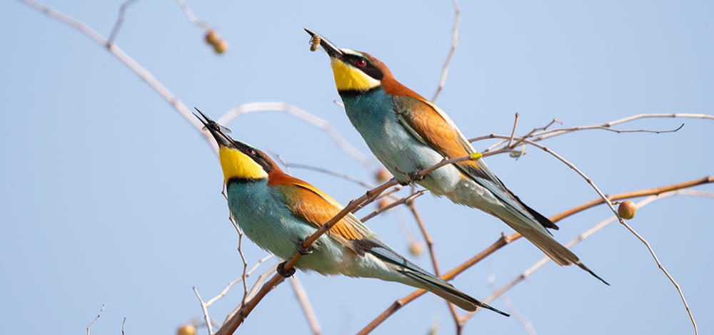 Naturkundlicher Vortrag: Ergebnisse der 4. Landesweiten Brutvogelkartierung in Sachsen