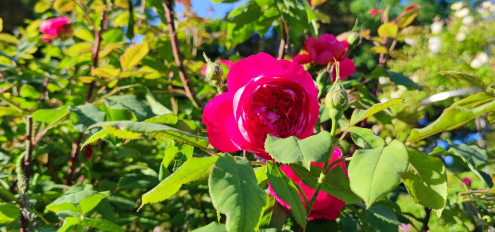 Rose kulinarisch - die Rolle der Rose als Speisenzutat, Aromaträger und Gefühlserzeuger