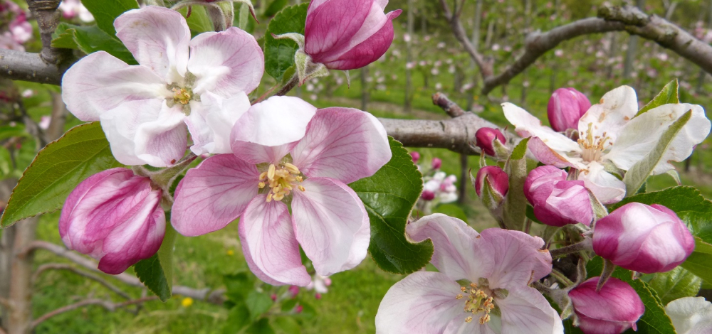 Streuobstwanderung in Gombsen-Kreischa