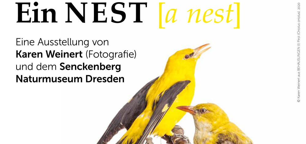 Mozarts Star – Vogelgesang und Musik
