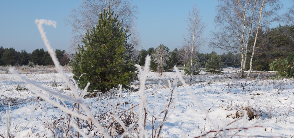Aktion: Offenland für den Artenschutz