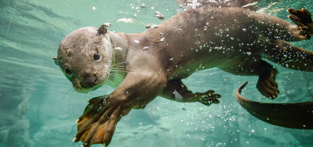 Comuneo Zoo Tour & Pinguin Café I Eintritt frei