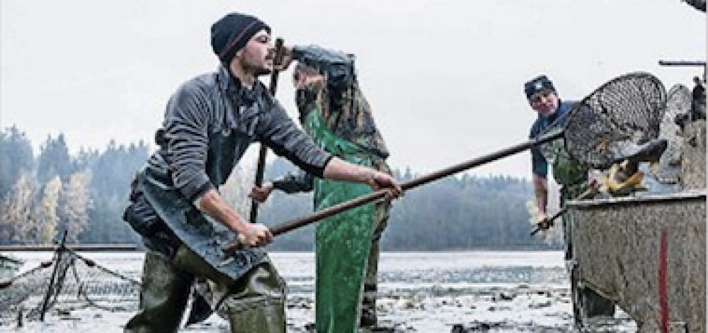 Abfischen am Leubnerteich