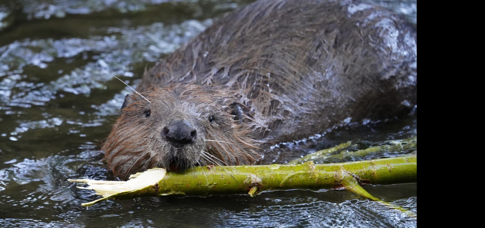 Exkursion: Biber schafft Artenvielfalt