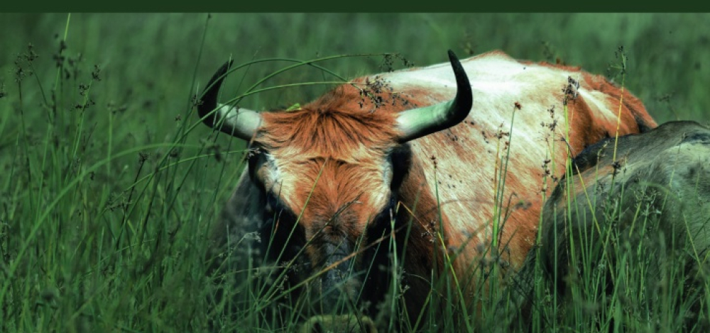 Jahrestagung der Naturforschenden Gesellschaft der Oberlausitz „Weidelandschaft in der Oberlausitz“