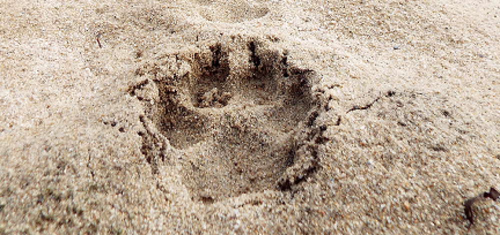 WILDE WANDERUNG - "Dem Wolf auf der Spur"