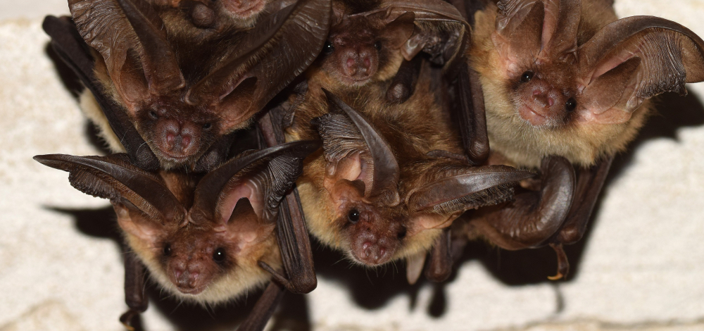 ***AUSGEBUCHT***EXPEDITION WILDNIS "Fledermäusen auf der Spur"