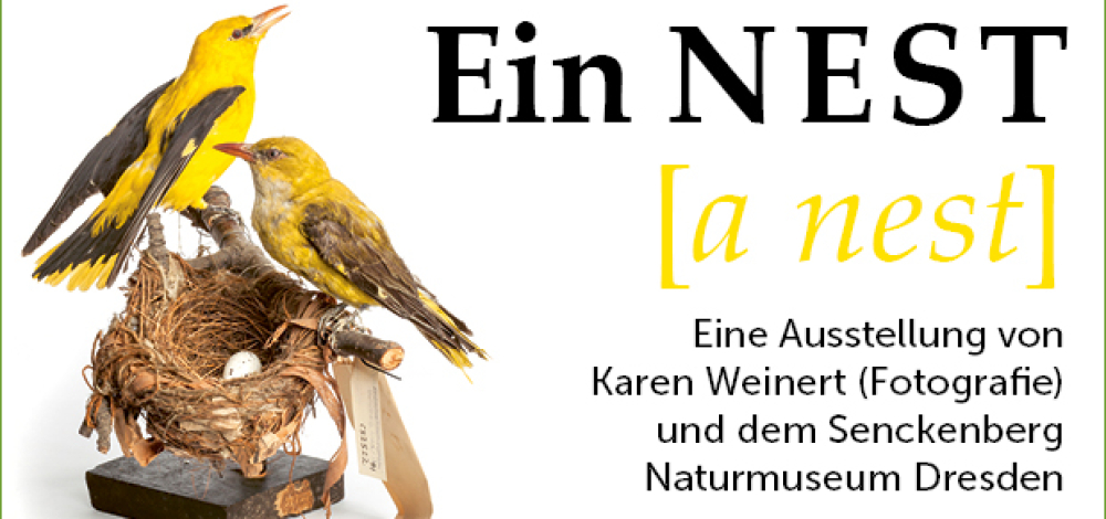 Mozarts Star – Vogelgesang und Musik