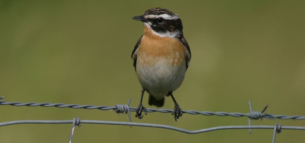 Mit dem Ranger unterwegs: Vogelstimmenwanderung in Feld und Wiese