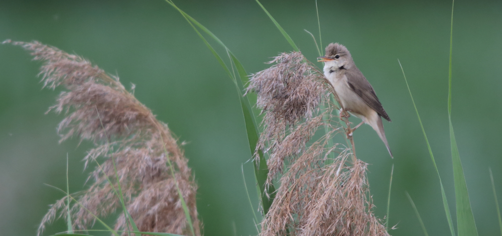 Exkursion durch die Drobener Eichteiche „Im Schilf, am Schilf und ums Schilf herum“