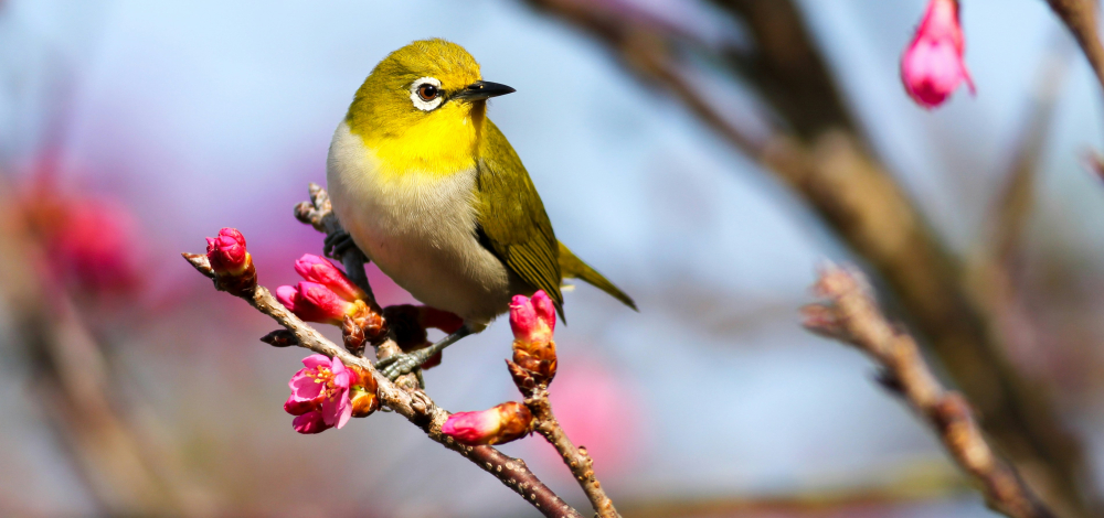 Vogelkundliche Exkursion