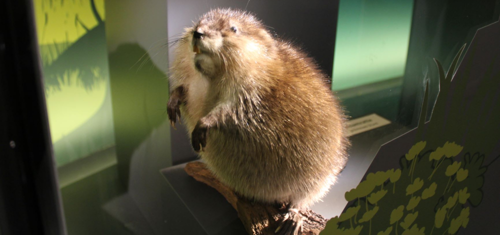 Familienfest im Naturkundemuseum